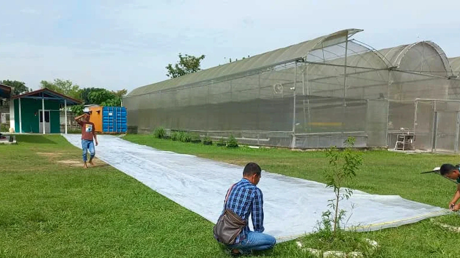 Measuring and setting out UV greenhouse sheeting beside commercial poly-tunnel growing houses